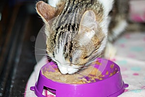 Domestic shorthaired cat eating from a pink bowl with whiskers