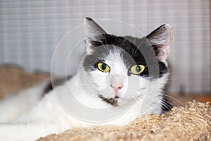 A Felidae feline with yellow eyes lounges on a tree photo