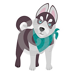 Domestic Siberian husky breed on the white background.