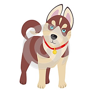 Domestic Siberian husky breed on the white background