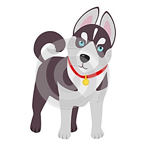 Domestic Siberian husky breed on the white background.