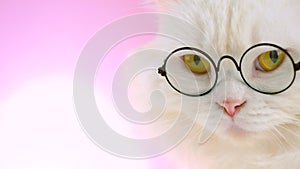 Domestic soigne scientist cat poses on pink background wall. Close portrait of white fluffy kitten in transparent round