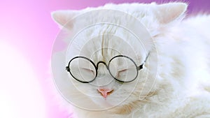 Domestic soigne scientist cat poses on pink background wall. Close portrait of white fluffy kitten in transparent round