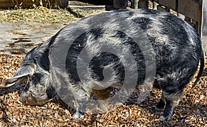 Domestic sow 1