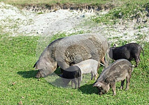 Domestic sow with piglings on green meadow