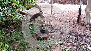Domestic sparrows and birds drinking water from soil bowl in hot day