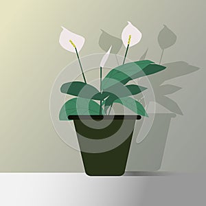 Vector illustration of spatifillum flower, domestic plant. Isolated item. Botanica, nature photo