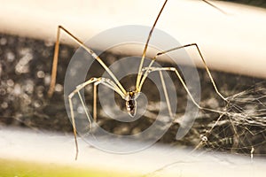 Domestic Spider Pholcus phalangioides  4