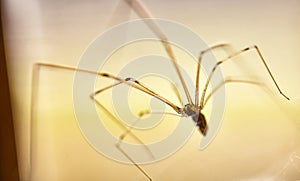 Domestic Spider Pholcus phalangioides  7