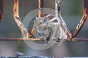 Domestic squirrel India