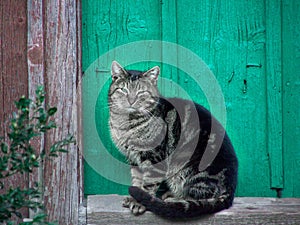 Domestic striped cat sitting in front of a wooden green door.