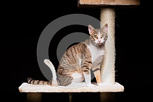 Domestic striped cat staring