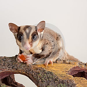 Domestic sugar glider rodent domestic animal