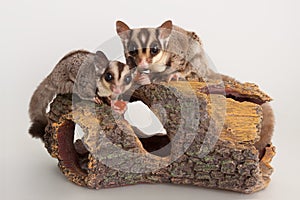 Domestic sugar glider rodent domestic animal