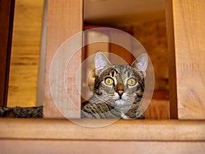 domestic tabby cat lies on the landing and carefully looks at the window with its yellow-green eyes with narrow pupils