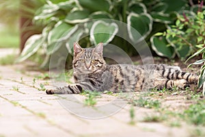 Domestic tabby cat lying down outdoors in garden