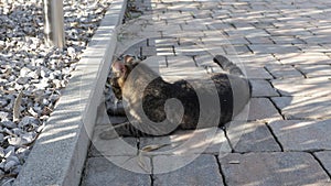 Domestic tabby cat playing with a mouse