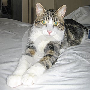 Domestic tabby grey white cat green eyes lying stretching paws on bed and looking at camera