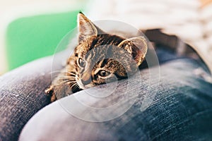 Domestic Tabby Kitten on Lap in Pensive Look