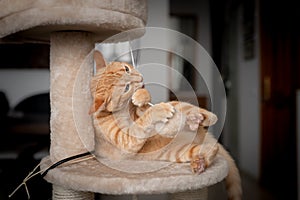 Brown tabby cat bites and plays with a fur ball on a scratching tower photo