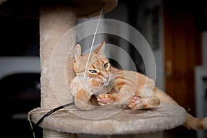 Brown tabby cat plays with a fur ball on a scratching tower photo