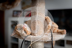 Brown tabby cat with green eyes lying on a scratching tower, looks at the camera 2 photo