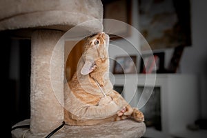 Brown tabby cat sitting on a scratching tower, looks up photo