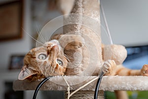 Close up. brown tabby cat with green eyes plays on a scratching tower photo