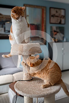 Vertical composition. Two brown cats play in a scratching tower 2 photo