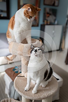 Vertical composition. Two brown cats play in a scratching tower 4 photo