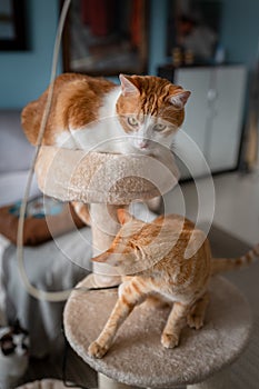 Vertical composition. Two brown cats play in a scratching tower photo