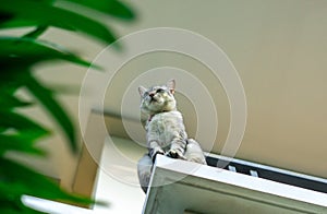 Domestic thai cat sitting on balcony upstairs of house with green leaf tree foreground