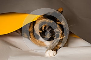 Domestic three-cat cat plays in whatman sheets of gray, white and yellow. The sheet is trying to unwind into a pipe. A cute,