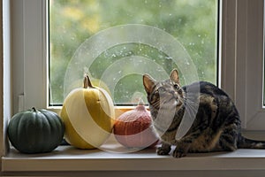 Domestic tiger cat lying on window sill with three pumpkins