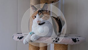 Domestic tricolor cat with a sore paw sits on a scratching post indoors and looks to the side out the window.