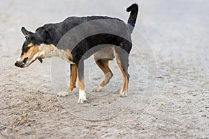 Domestic tricolor dog shaking its head, appenzeller sennenhund