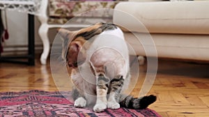 A domestic tricolor female cat, with a mix of tabby, white, and calico patterns, licks her paw and occasionally glances around.