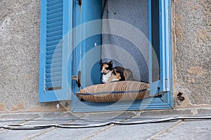 Domestic tricolor femme cat sitting on a pillow outdoor