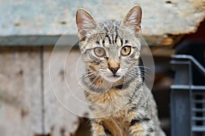 Domestic tubby cat. photo