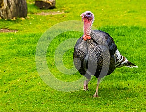 Domestic turkey walking through the grass in closeup, popular animal farm pets, Bird specie from mexico and europe