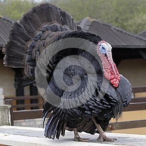 Domestic turkey (meleagris gallopavo) photo