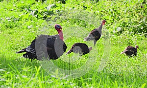 Domestic turkeys walk and graze on a meadow