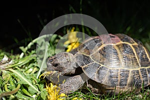 Domestic turtle eats flower salad on the lawn. An exotic pet feeds on dandelions outdoors