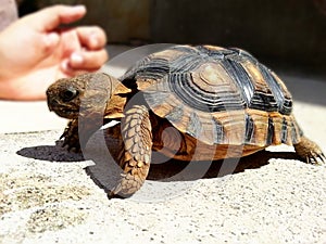 Domestic turtle. Pet