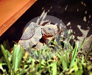 Domestic turtle. Pet