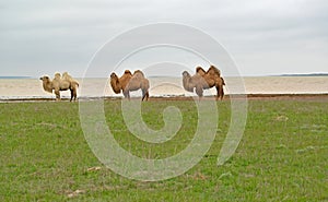 Domestic two-humped camels of the Kalmyk breed stand on the coast of the lake Manych-Gudilo. Kalmykia