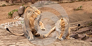 Domestic violence, the conflict of a lioness , a symbol of family relations and conflicts.  heads, isolated black background