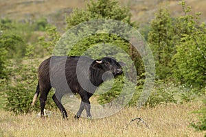 Domestic Water Buffalo - Bubalus arnee