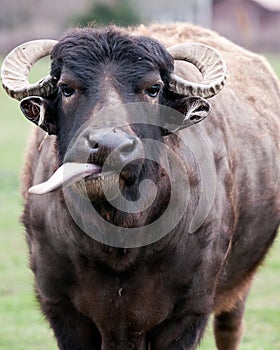 Domestic Water Buffalo (Bubalus bubalis arnee)