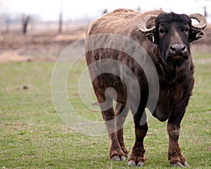 Domestic Water Buffalo (Bubalus bubalis arnee)